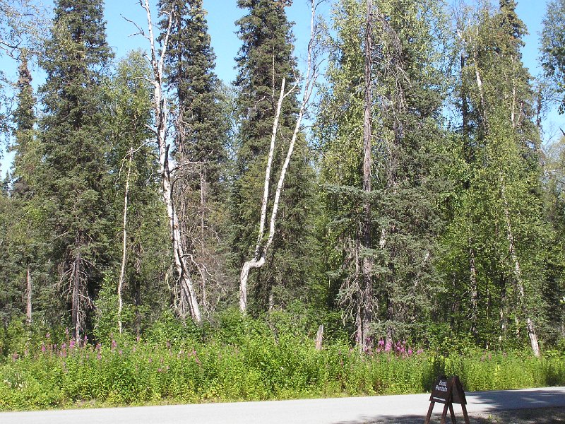 Odd tree