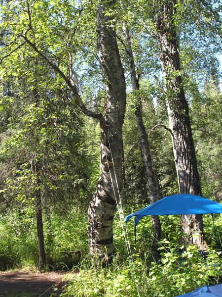 Dining Canopy